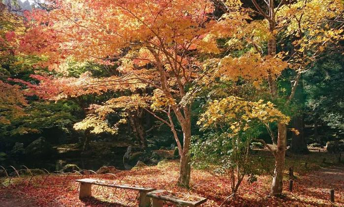 北畠神社　紅葉